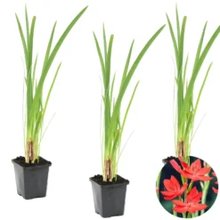 3x Rode Kafferlelie - Schizostylis 'Coccinea' - Vijverplant ⌀9 Cm