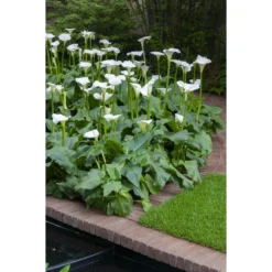 3x Witte Aronskelk - Zantedeschia 'Aethiopica' - Vijverplant ⌀9 Cm