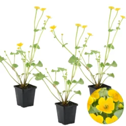 3x Caltha Palustris – Dotterbloem – ⌀09cm - ↕15-25 Cm
