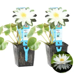 2x Nymphaea 'Marliacea Albida' – Waterlelie – ⌀11 Cm - ↕25-35 Cm