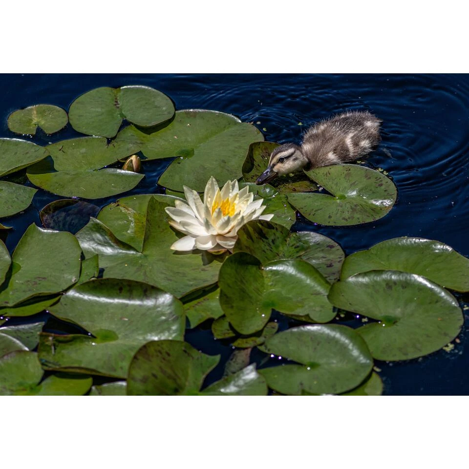 Nymphaea 'Marliacea Chormat' β Waterlelie β β11 Cm - β25-35 Cm - Afbeelding 2