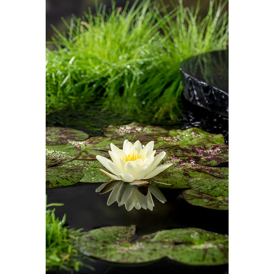 Nymphaea 'Marliacea Chormat' β Waterlelie β β11 Cm - β25-35 Cm - Afbeelding 3