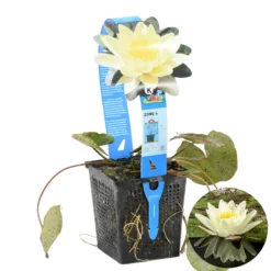 Nymphaea 'Marliacea Chormat' – Waterlelie – ⌀11 Cm - ↕25-35 Cm