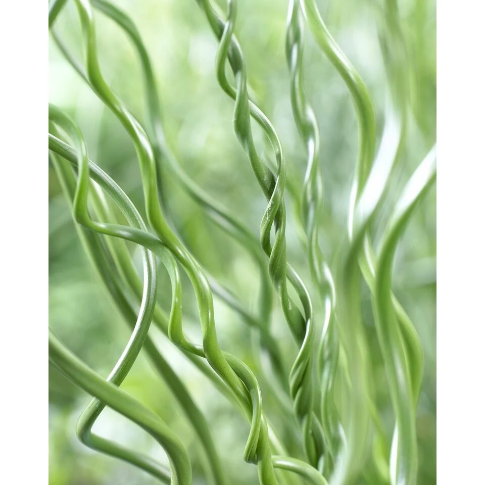 Juncus Spiralis β Kurkentrekkersgras β β09cm - β30-40 Cm - Afbeelding 2