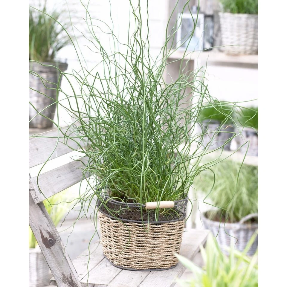 Juncus Spiralis β Kurkentrekkersgras β β09cm - β30-40 Cm - Afbeelding 3