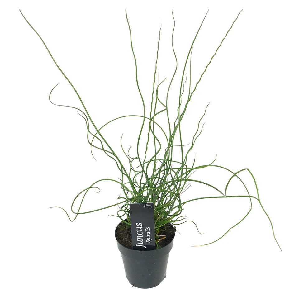 Juncus Spiralis β Kurkentrekkersgras β β09cm - β30-40 Cm