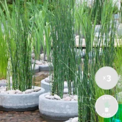 3x Equisetum Japonicum – Japanse Holpijp – ⌀9 Cm - ↕20-30 Cm