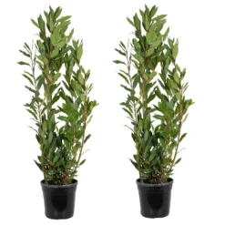 2x Laurus Nobilis - Keukenlaurier - ⌀21 Cm - ↕80-100 Cm