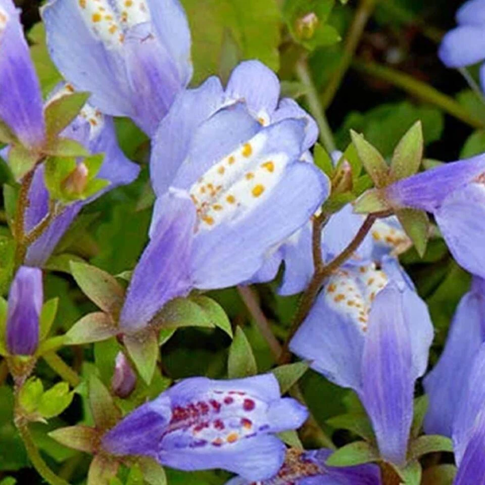 3x Mazus Reptans – Blauwe Mazus – Vijverplant – ⌀09cm - ↕15-25 Cm - Afbeelding 4