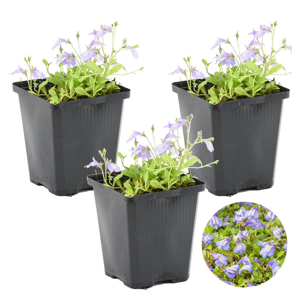 3x Mazus Reptans – Blauwe Mazus – Vijverplant – ⌀09cm - ↕15-25 Cm