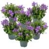6x Campanula Ambella Intense Purple - ⌀10,5 Cm-↕15-20 Cm