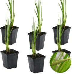 6x Acorus Calamus – Kalmoes – ⌀09cm - ↕10-20 Cm