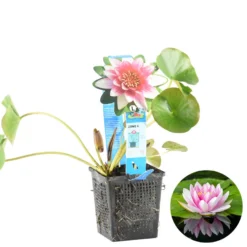 Nymphaea 'Attraction' – Waterlelie – ⌀11 Cm - ↕25-35 Cm