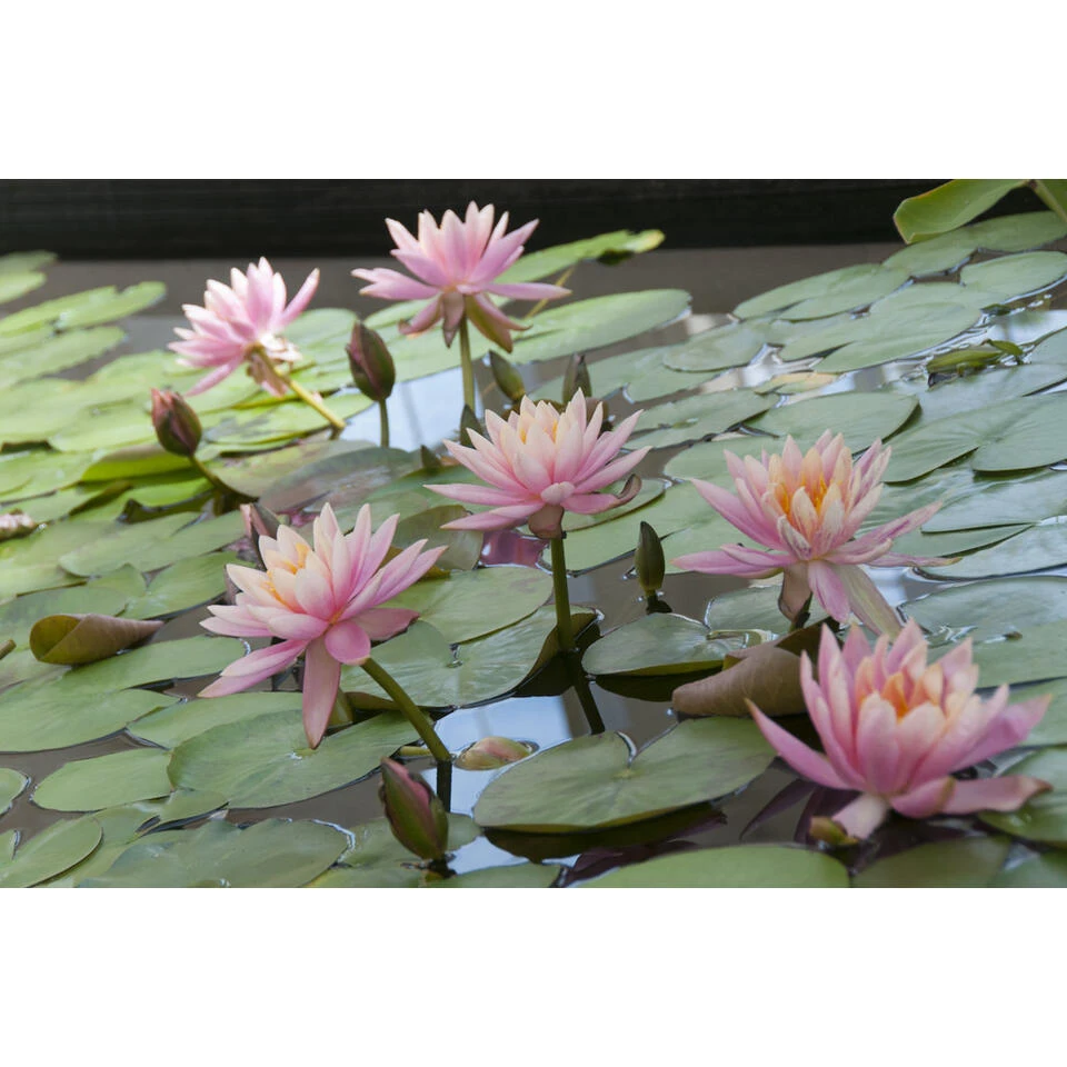 Nymphaea 'M'd Wilfron Gonnere' β Waterlelie β β11 Cm - β25-35 Cm - Afbeelding 2