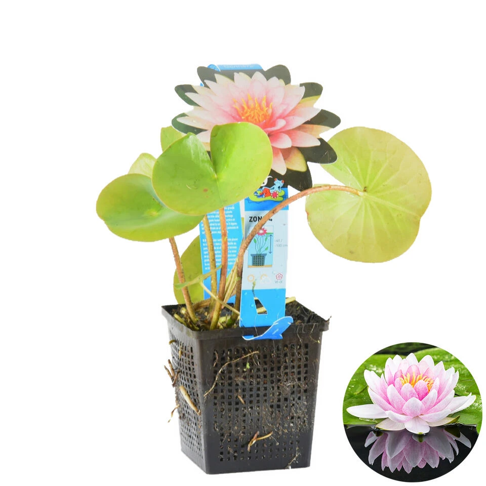 Nymphaea 'M'd Wilfron Gonnere' β Waterlelie β β11 Cm - β25-35 Cm