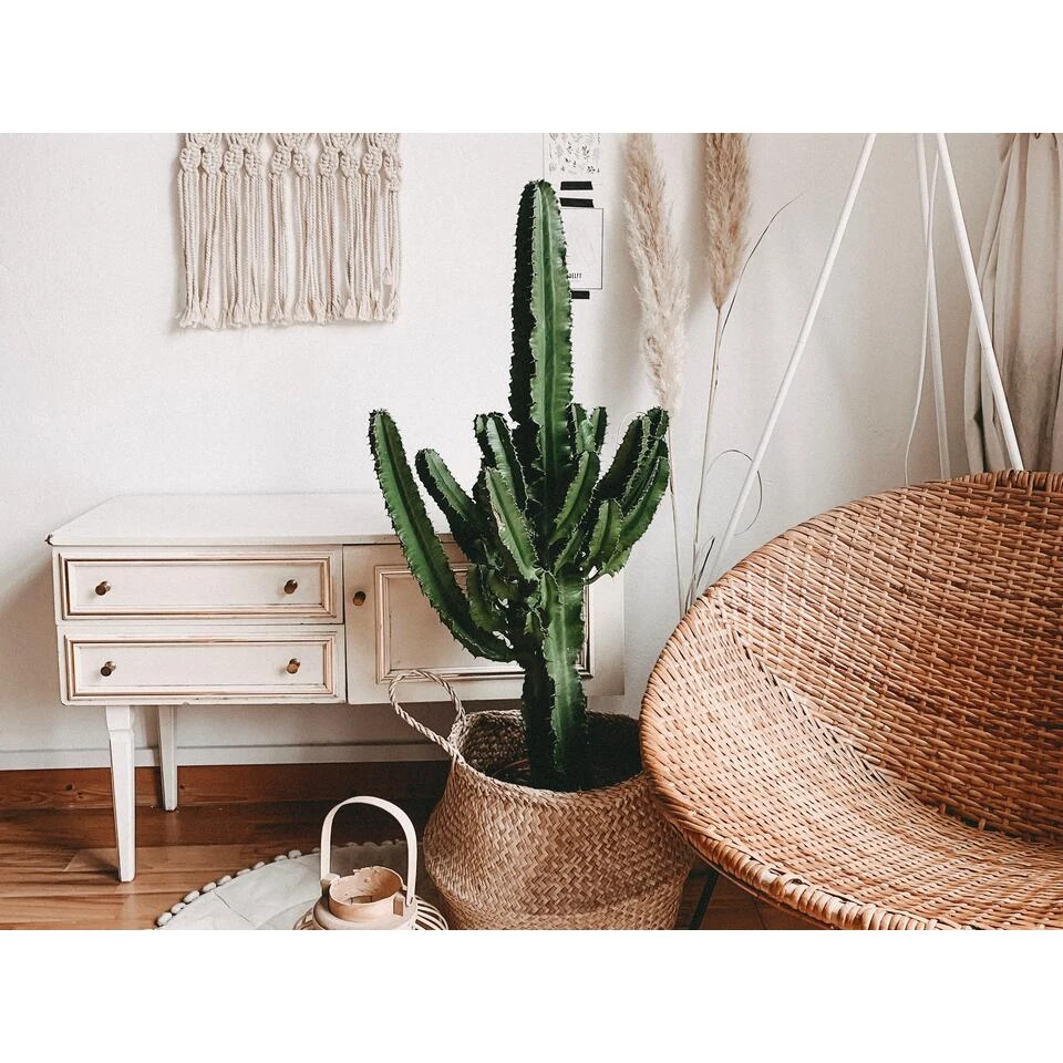 Cowboy Cactus - Euphorbia Acruensis - β17 Cm - β60-70 Cm - Afbeelding 2