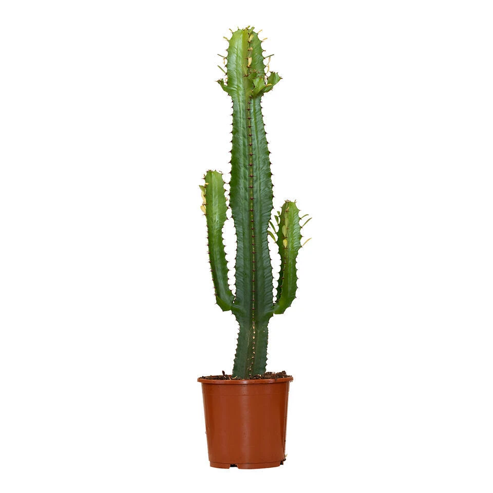 Cowboy Cactus - Euphorbia Acruensis - β17 Cm - β60-70 Cm