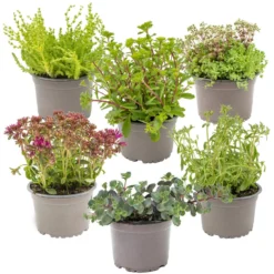Vaste Planten Mix 6x - Buitenplant - Potmaat14 Cm - Hoogte 10-15 Cm