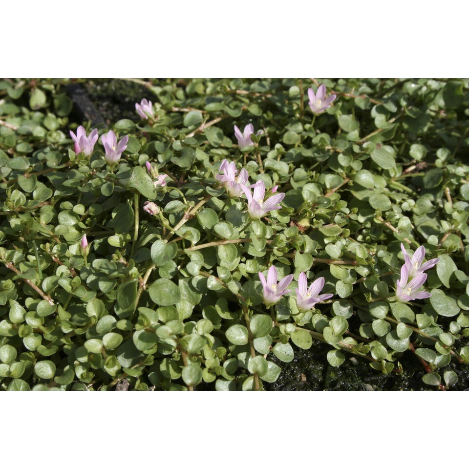 Anagallis Tenella 2x - Vijverplant - Potmaat 11 Cm - Hoogte 11-22 Cm - Afbeelding 2