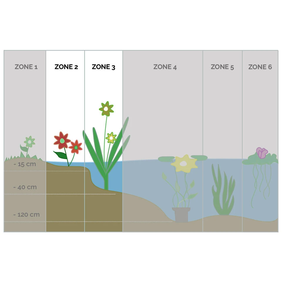 Anagallis Tenella 2x - Vijverplant - Potmaat 11 Cm - Hoogte 11-22 Cm - Afbeelding 3