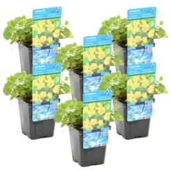 Penningkruid 6x - Vijverplant - Potmaat 9 Cm - Hoogte 10-20 Cm