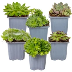 Sempervivum Rotsplanten Mix 6x - Buitenplant Pot 7 Cm - Hoogte 8-12cm
