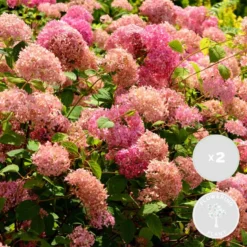 2x Hydrangea 'Pink Annabelle' - Hortensia -⌀19 Cm - ↕40-50 Cm