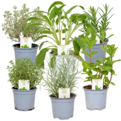 6x Biologische Tuinkruiden Mix - Tuinplanten Mix – ⌀9 Cm - ↕10-15 Cm