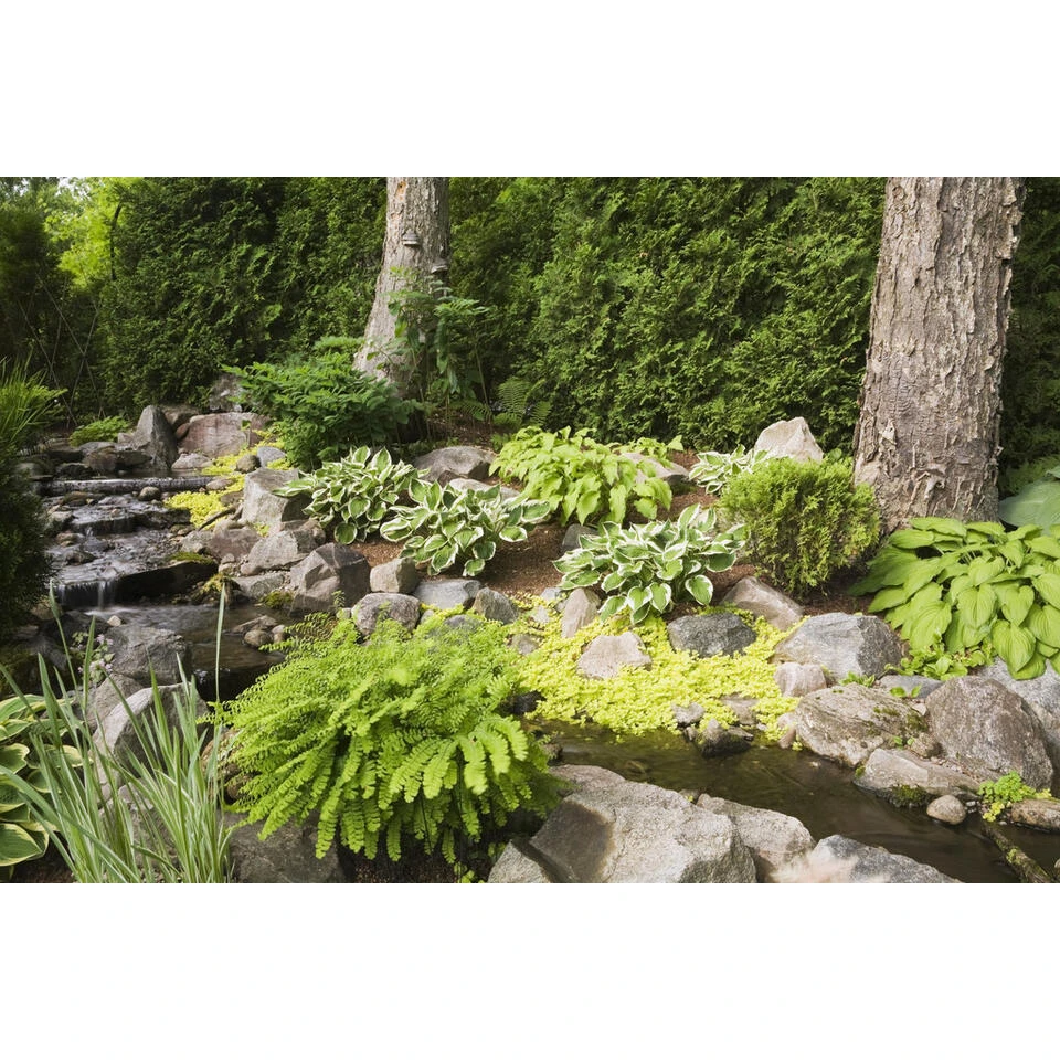 Penningkruid 3x - Vijverplant - Potmaat 9 Cm - Hoogte 10-20 Cm - Afbeelding 2