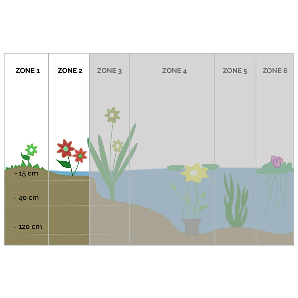 Penningkruid 3x - Vijverplant - Potmaat 9 Cm - Hoogte 10-20 Cm - Afbeelding 3