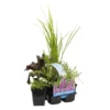 6x Geurende Vijverplanten Mix – Zone 2 & 3 – ⌀9 Cm - ↕15-25 Cm