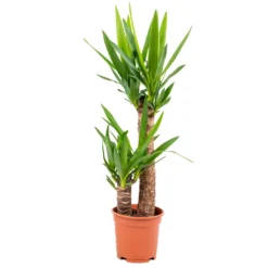 Yucca 2 Stam P17H60