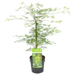 Acer Palmatum 'Emerald Lace' – Japanse Esdoorn – ⌀19 Cm - ↕60-70 Cm