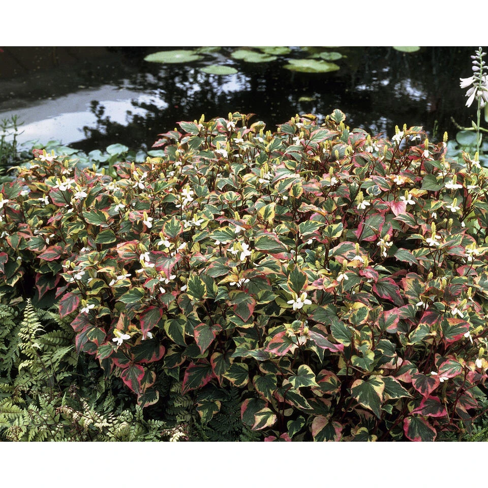 6x Doku-Dami - Houttuynia 'Chameleon' β 9 Cm - β 10-20 Cm - Afbeelding 2