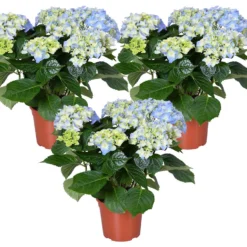3x Hydrangea Macrophylla 'Early Blue'– Hortensia – ⌀14 Cm - ↕30-40 Cm