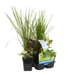 6x Insecten Vriendelijke Vijverplanten Mix – Zone 2 & 3-⌀9cm -↕15-25cm