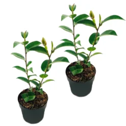 2x Camellia 'Volunteer' - Japanse Roos - Buitenplant ⌀13 Cm