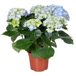 Hydrangea Macrophylla 'Early Blue'– Hortensia – ⌀14 Cm - ↕30-40 Cm
