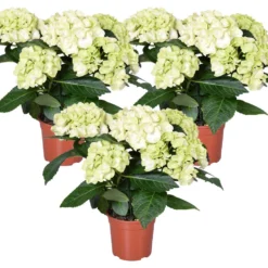 3x Hydrangea Macrophylla 'Schneeball' – Hortensia – ⌀14 Cm - ↕30-40 Cm