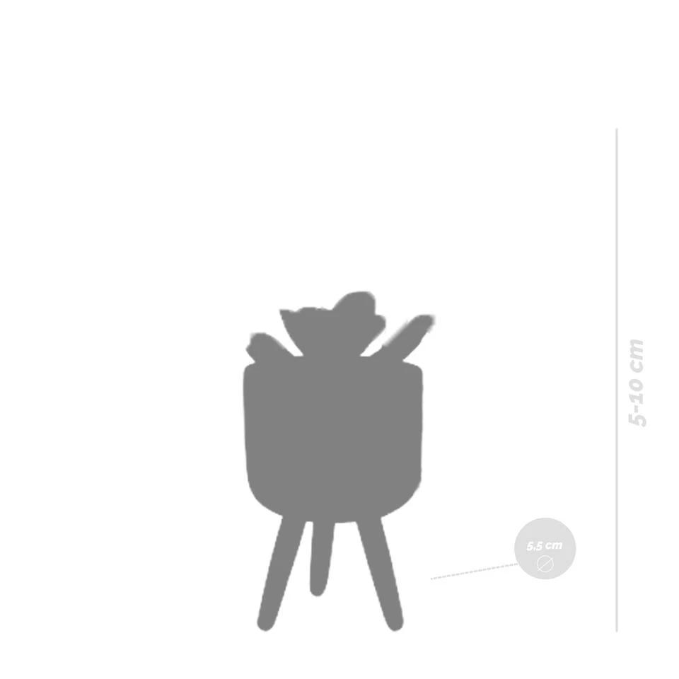 5x Vetplanten Mix - Betonpot Op 3 Pootjes P5.5H5 - Afbeelding 2