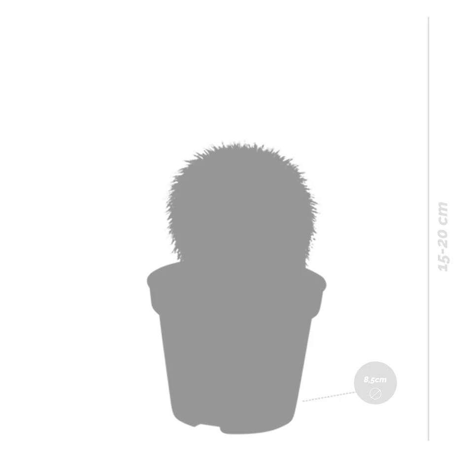 3x Bolcactus Mix - P8.5H15 - Afbeelding 2