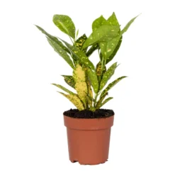 Codiaeum Sunny Star P12H15