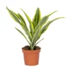 Dracaena Lemon Lime P12H30