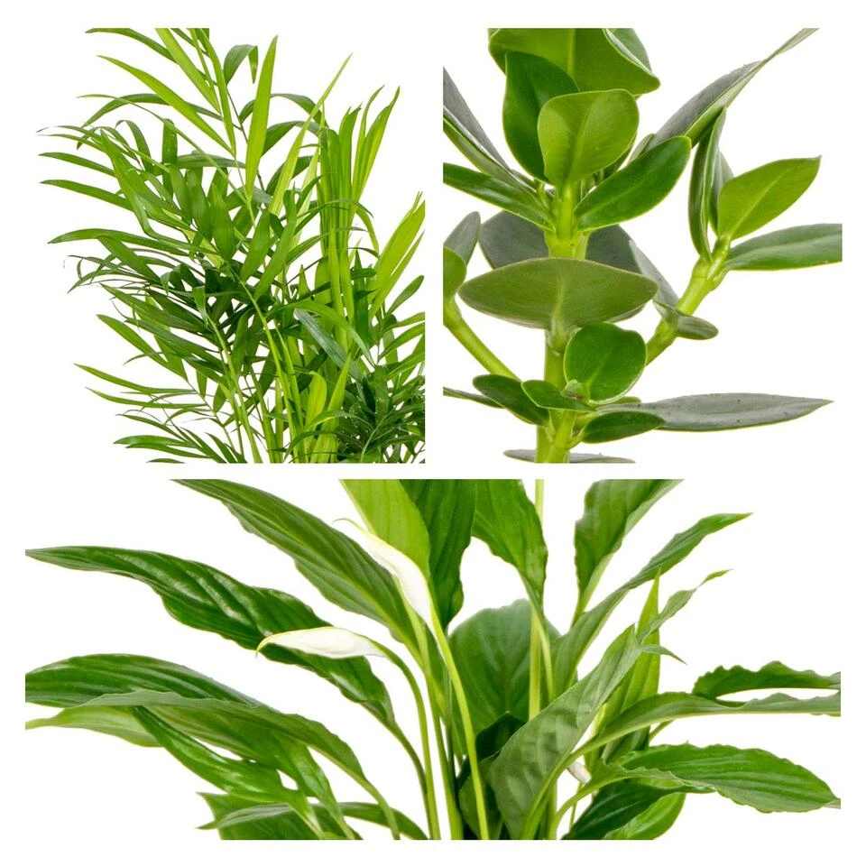 3x Slaapkamerplanten Mix β Luchtzuiverend - β12 Cm - β20-45 Cm - Afbeelding 3