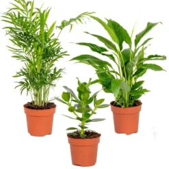 3x Slaapkamerplanten Mix – Luchtzuiverend - ⌀12 Cm - ↕20-45 Cm