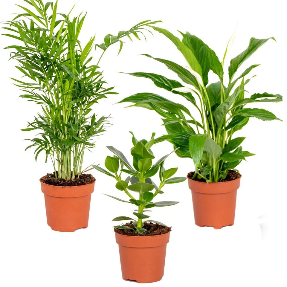 3x Slaapkamerplanten Mix β Luchtzuiverend - β12 Cm - β20-45 Cm