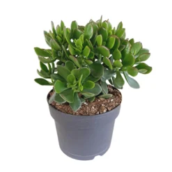 Crassula Minova - P17H30