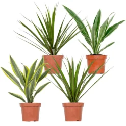 4x Dracaena Kamerplanten Mix - ⌀12 Cm - ↕25-35