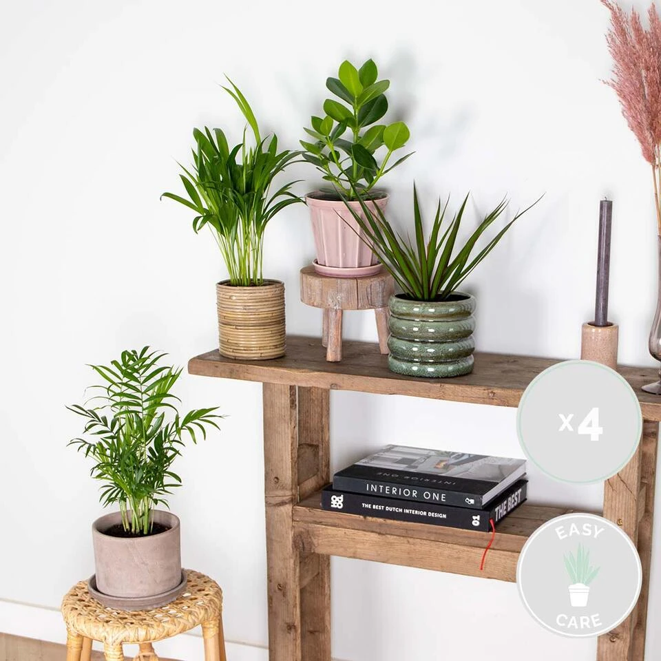 4x Onderhoudsvriendelijk Mix - ⌀12 Cm - ↕ 25-45 Cm - Afbeelding 2