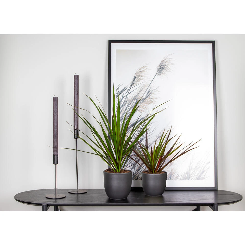 Dracaena Marginata P12H30 - Afbeelding 2